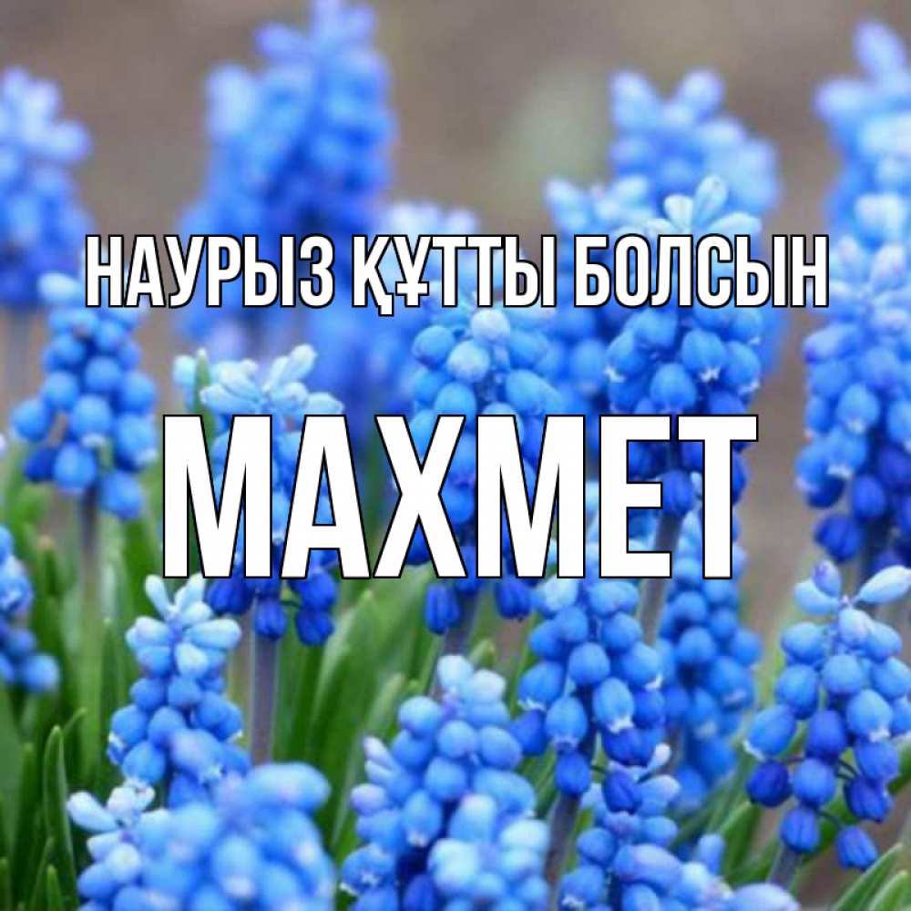 Күн сайын ашық хат с именем, МАХМЕТ Наурыз құтты болсын Поздравительная открытка для женщин с цветами на праздничную дату Онлайн тегін жүктеп алу тілектері бар керемет карта 