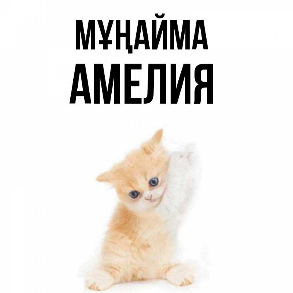 Күн сайын ашық хат с именем, Амелия Мұңайма просящий кот Онлайн тегін жүктеп алу тілектері бар керемет карта 