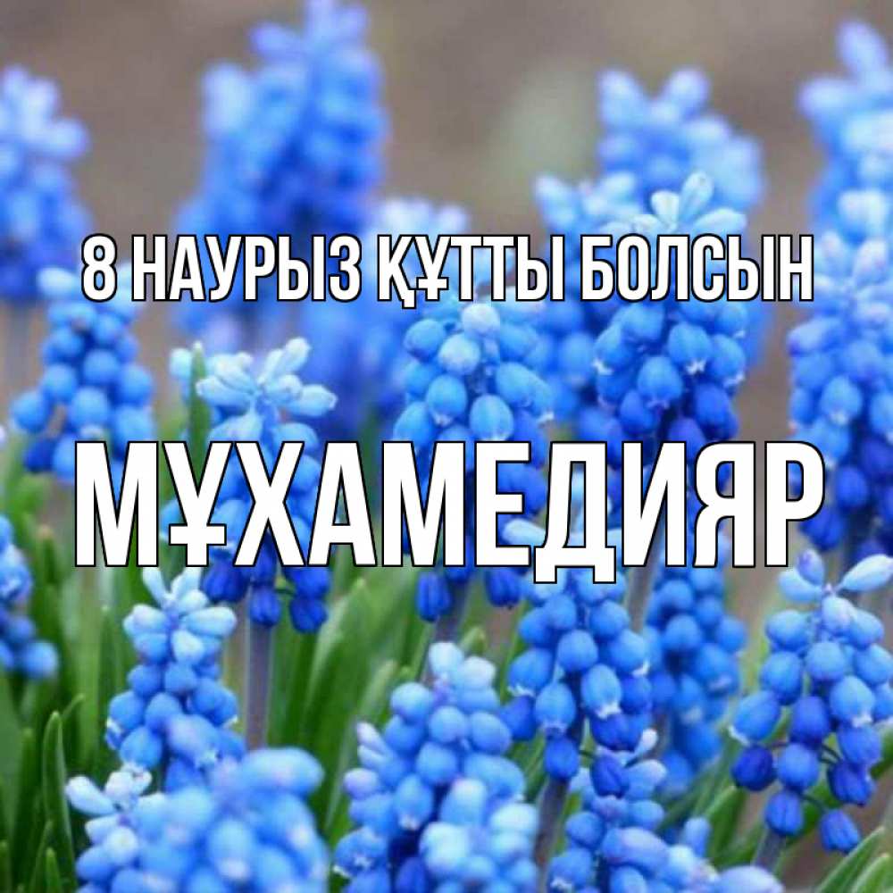 Күн сайын ашық хат с именем, МҰХАМЕДИЯР 8 наурыз құтты болсын Поздравительная открытка для женщин с цветами на праздничную дату Онлайн тегін жүктеп алу тілектері бар керемет карта 