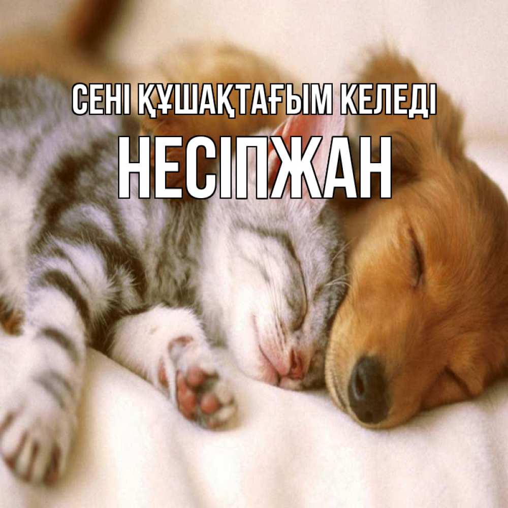 Күн сайын ашық хат с именем, НЕСІПЖАН сені құшақтағым келеді пес и котенок Онлайн тегін жүктеп алу тілектері бар керемет карта 