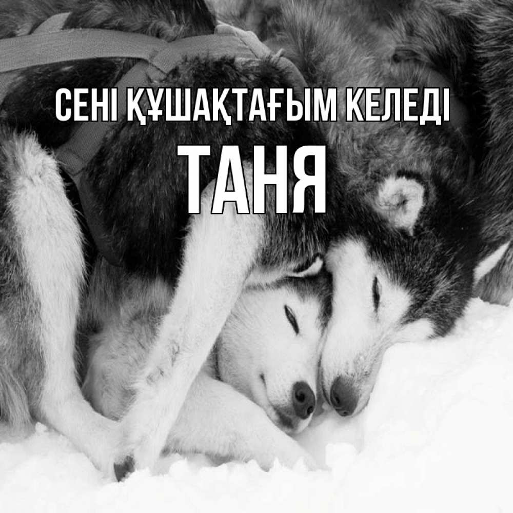 Күн сайын ашық хат с именем, Таня сені құшақтағым келеді собачки в упряжке Онлайн тегін жүктеп алу тілектері бар керемет карта 