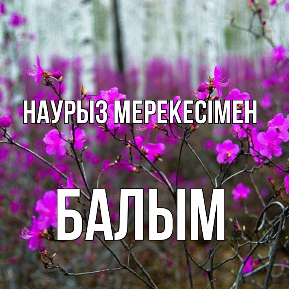 Күн сайын ашық хат с именем, БАЛЫМ Наурыз мерекесімен дикие цветы Онлайн тегін жүктеп алу тілектері бар керемет карта 