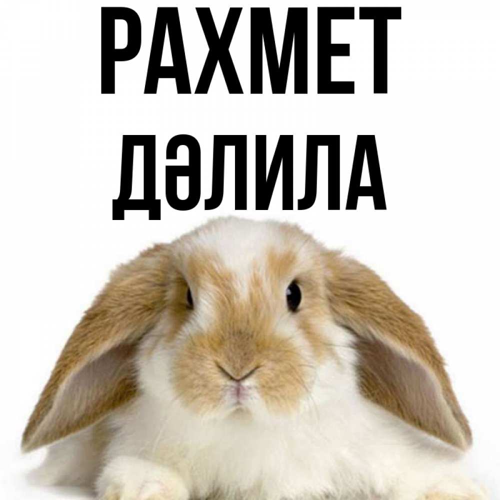 Күн сайын ашық хат с именем, ДӘЛИЛА рахмет коричнево белый заяц Онлайн тегін жүктеп алу тілектері бар керемет карта 