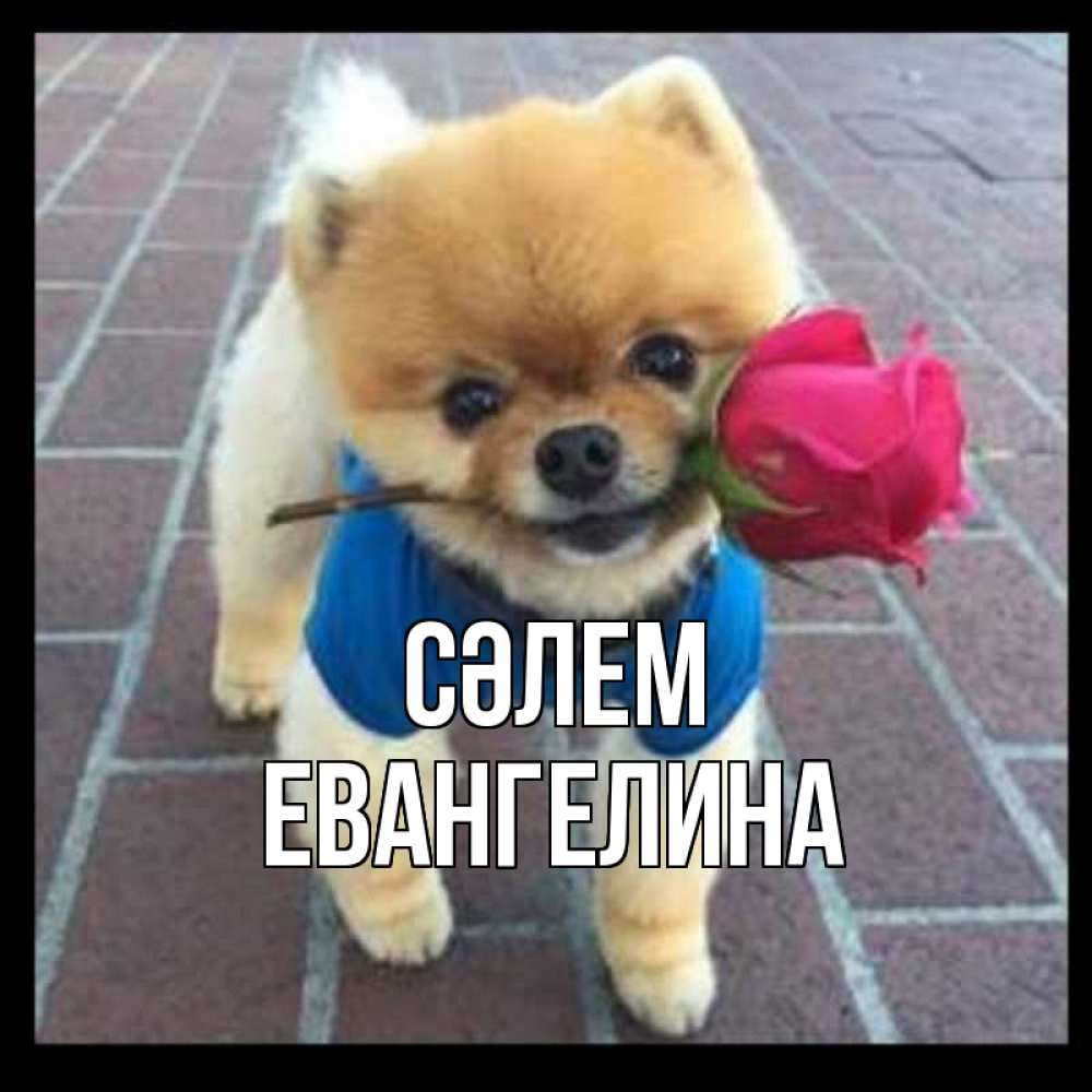 Күн сайын ашық хат с именем, Евангелина Сәлем роза в зубах у собаки Онлайн тегін жүктеп алу тілектері бар керемет карта 