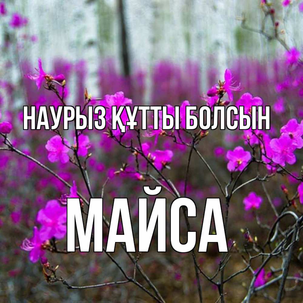 Күн сайын ашық хат с именем, МАЙСА Наурыз құтты болсын дикие цветы Онлайн тегін жүктеп алу тілектері бар керемет карта 