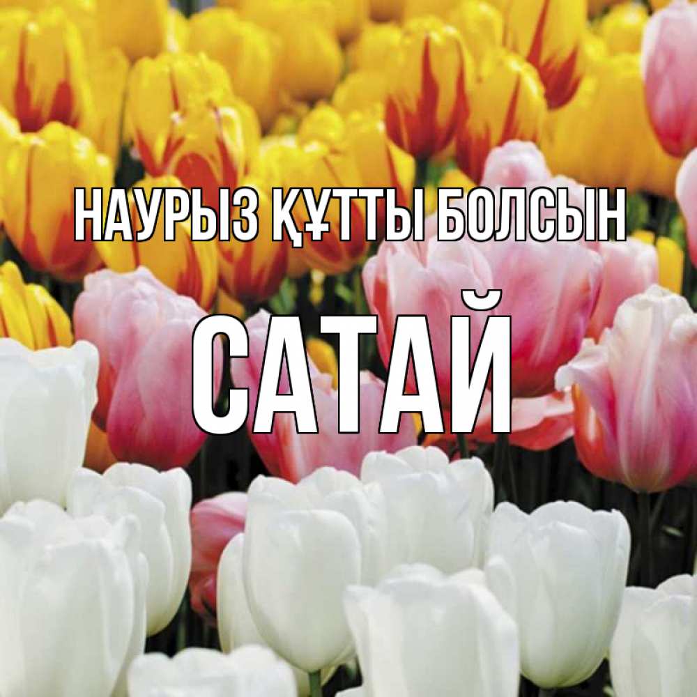 Күн сайын ашық хат с именем, САТАЙ Наурыз құтты болсын разноцветные цветы Онлайн тегін жүктеп алу тілектері бар керемет карта 