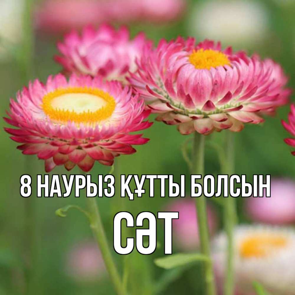 Күн сайын ашық хат с именем, СӘТ 8 наурыз құтты болсын подарок на международный женский день Онлайн тегін жүктеп алу тілектері бар керемет карта 