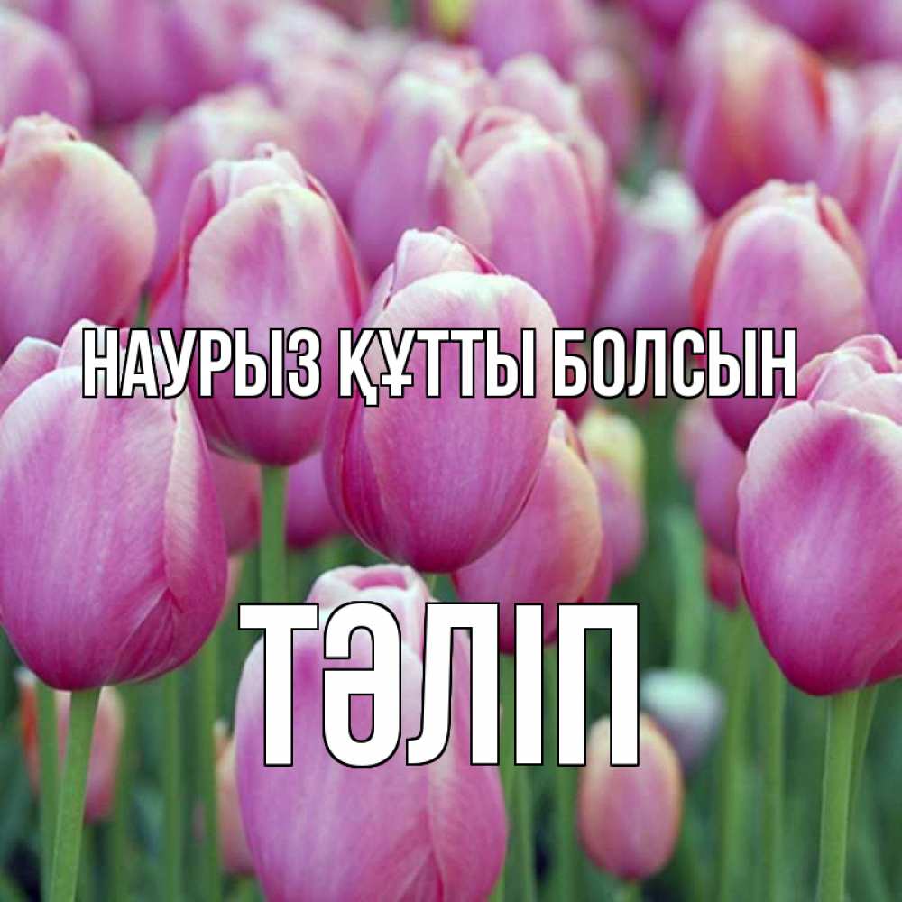 Күн сайын ашық хат с именем, ТӘЛІП Наурыз құтты болсын на наурыз  день 3 Онлайн тегін жүктеп алу тілектері бар керемет карта 