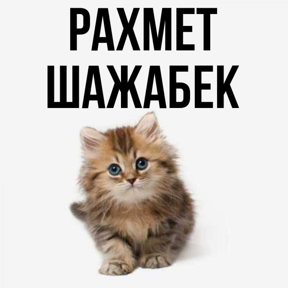 Күн сайын ашық хат с именем, ШАЖАБЕК рахмет пушистый котик Онлайн тегін жүктеп алу тілектері бар керемет карта 