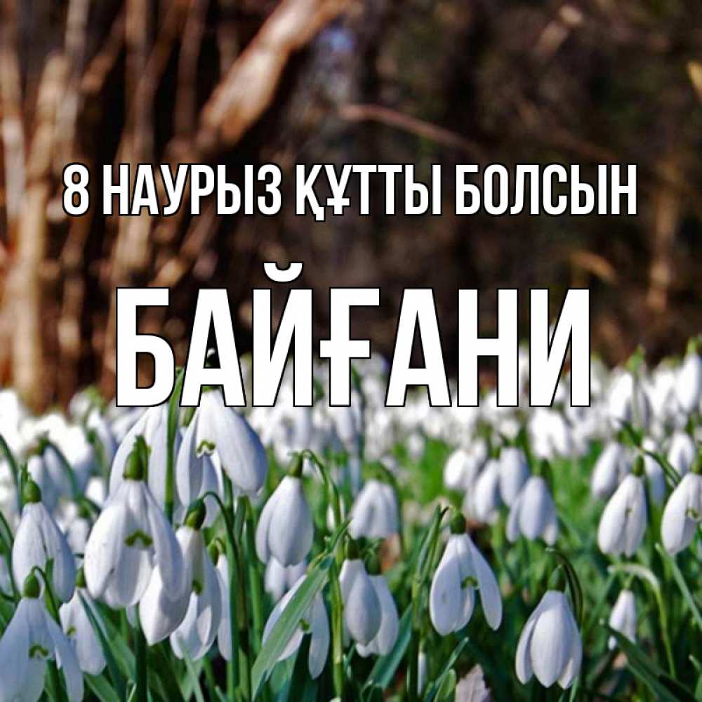 Күн сайын ашық хат с именем, Байғани 8 наурыз құтты болсын с подснежниками 1 Онлайн тегін жүктеп алу тілектері бар керемет карта 