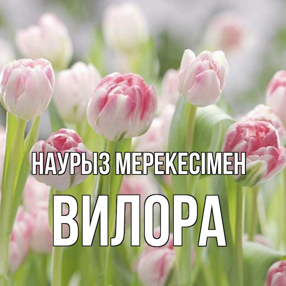 Күн сайын ашық хат с именем, Вилора Наурыз мерекесімен цветы Онлайн тегін жүктеп алу тілектері бар керемет карта 