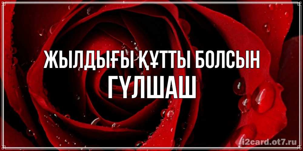 Күн сайын ашық хат с именем, ГҮЛШАШ Жылдығы құтты болсын крупная бордовая роза Онлайн тегін жүктеп алу тілектері бар керемет карта 
