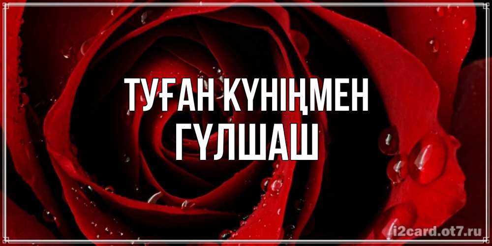 Күн сайын ашық хат с именем, ГҮЛШАШ Туған күніңмен крупная бордовая роза Онлайн тегін жүктеп алу тілектері бар керемет карта 