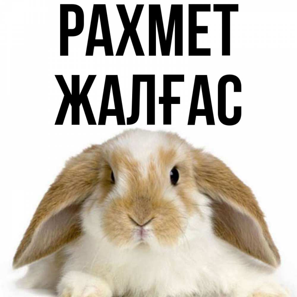 Күн сайын ашық хат с именем, Жалғас рахмет коричнево белый заяц Онлайн тегін жүктеп алу тілектері бар керемет карта 