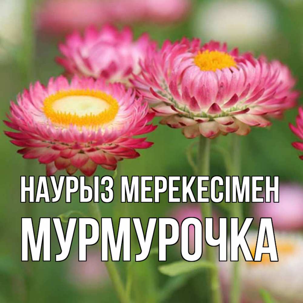 Күн сайын ашық хат с именем, Мурмурочка Наурыз мерекесімен подарок на международный женский день Онлайн тегін жүктеп алу тілектері бар керемет карта 