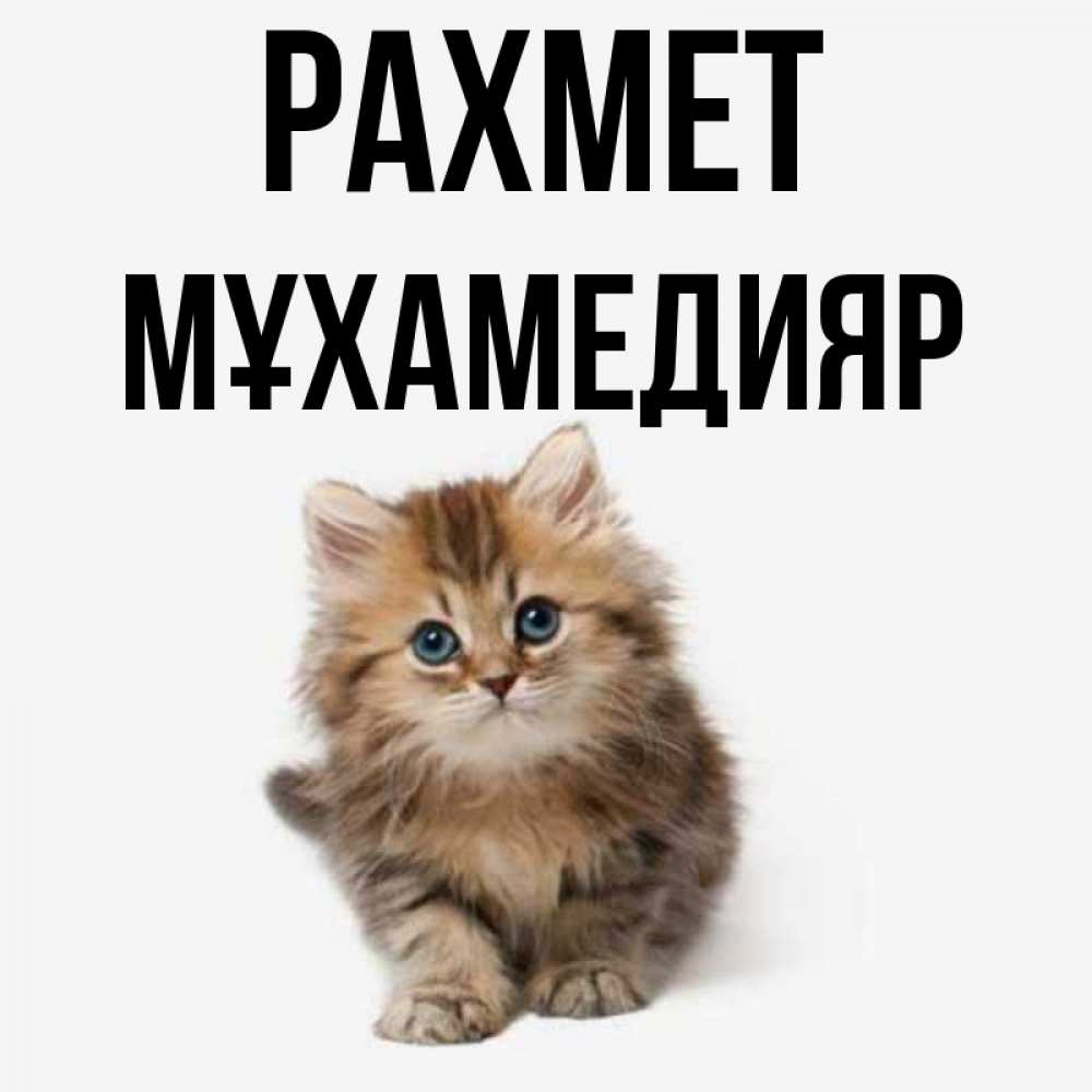 Күн сайын ашық хат с именем, МҰХАМЕДИЯР рахмет пушистый котик Онлайн тегін жүктеп алу тілектері бар керемет карта 
