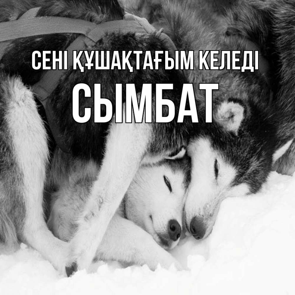 Күн сайын ашық хат с именем, СЫМБАТ сені құшақтағым келеді собачки в упряжке Онлайн тегін жүктеп алу тілектері бар керемет карта 