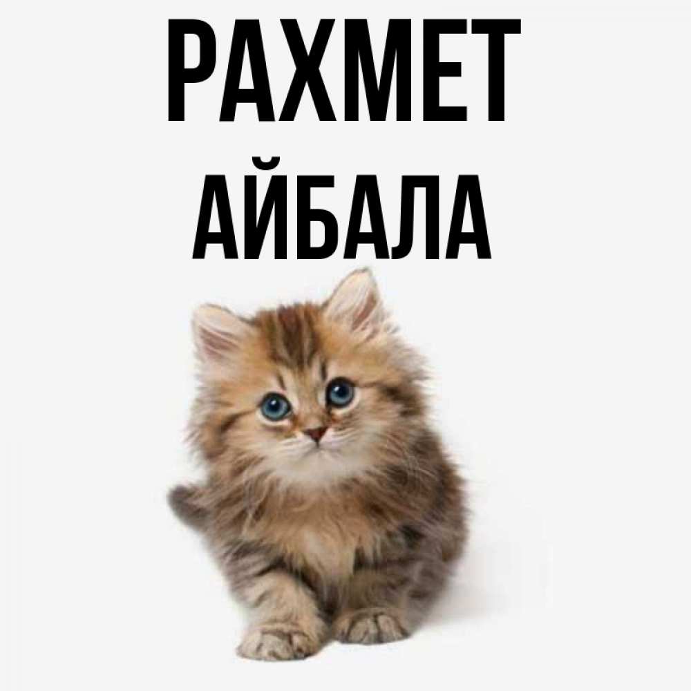Күн сайын ашық хат с именем, Айбала рахмет пушистый котик Онлайн тегін жүктеп алу тілектері бар керемет карта 