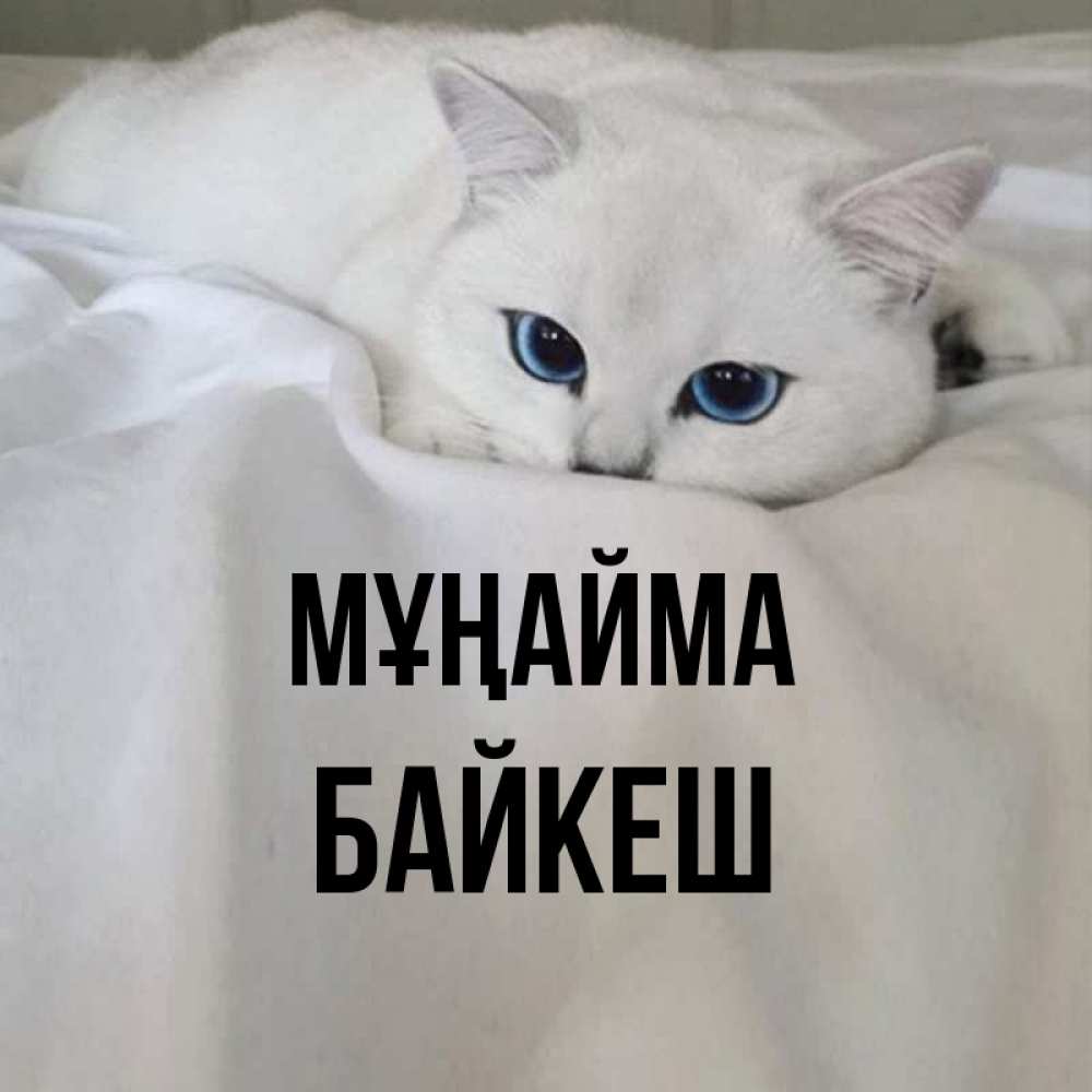 Күн сайын ашық хат с именем, Байкеш Мұңайма Голубоглазая кошка Онлайн тегін жүктеп алу тілектері бар керемет карта 