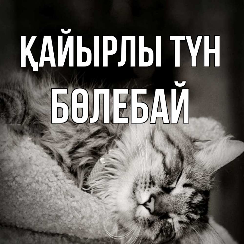 Күн сайын ашық хат с именем, Бөлебай Қайырлы түн котярик пушистый Онлайн тегін жүктеп алу тілектері бар керемет карта 