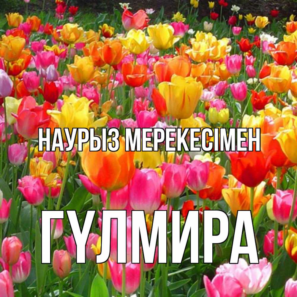 Күн сайын ашық хат с именем, ГҮЛМИРА Наурыз мерекесімен праздник весны наурыз 4 Онлайн тегін жүктеп алу тілектері бар керемет карта 