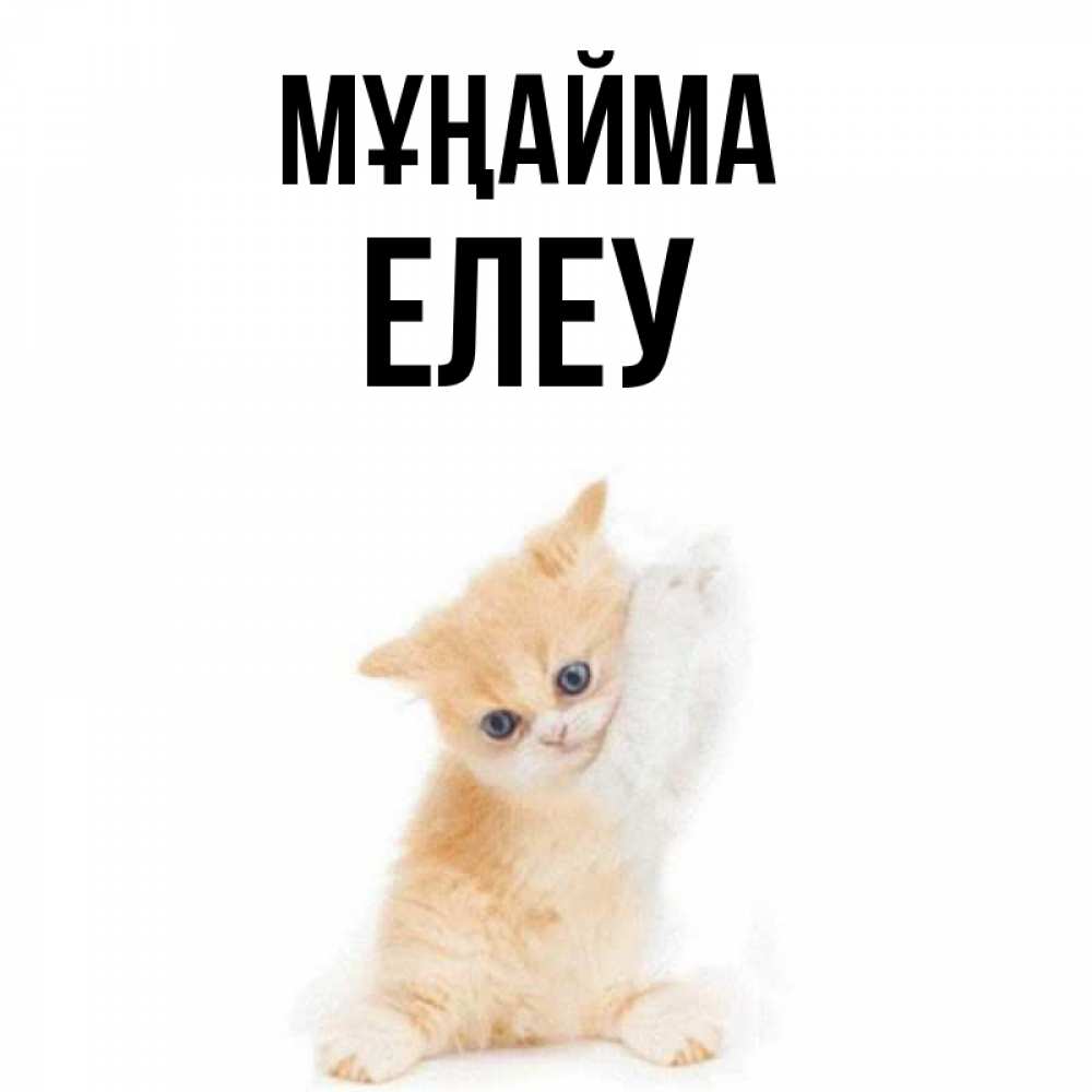 Күн сайын ашық хат с именем, Елеу Мұңайма просящий кот Онлайн тегін жүктеп алу тілектері бар керемет карта 