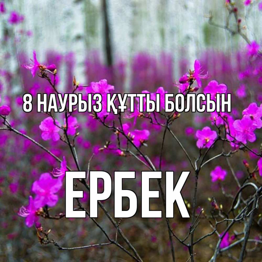 Күн сайын ашық хат с именем, Ербек 8 наурыз құтты болсын дикие цветы Онлайн тегін жүктеп алу тілектері бар керемет карта 