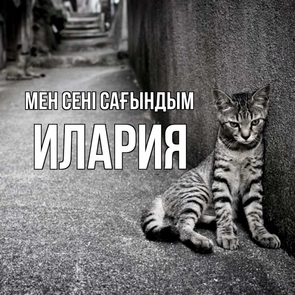 Күн сайын ашық хат с именем, Илария Мен сені сағындым одиноко котику Онлайн тегін жүктеп алу тілектері бар керемет карта 