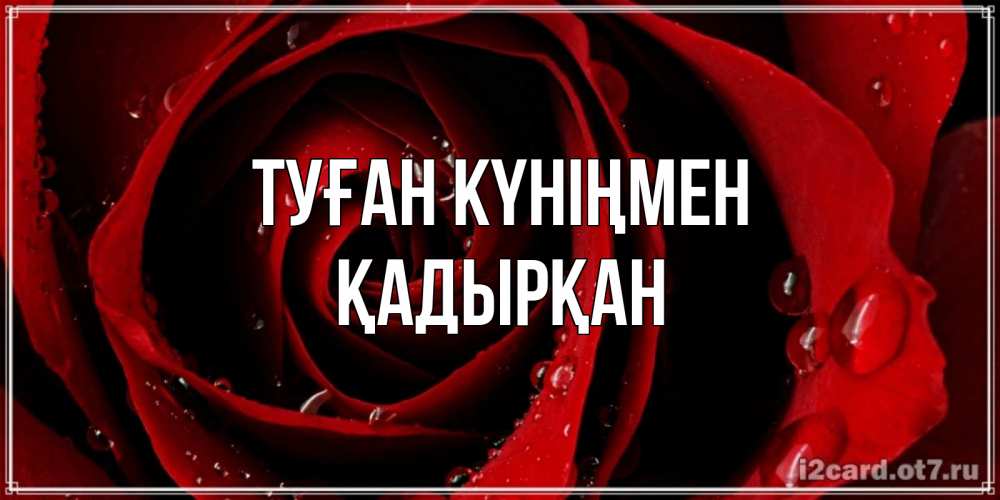 Күн сайын ашық хат с именем, Қадырқан Туған күніңмен крупная бордовая роза Онлайн тегін жүктеп алу тілектері бар керемет карта 