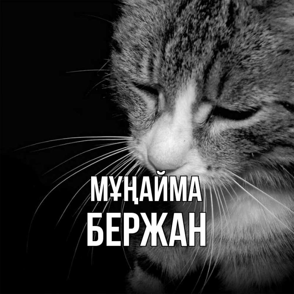 Күн сайын ашық хат с именем, Бержан Мұңайма грустный котик Онлайн тегін жүктеп алу тілектері бар керемет карта 