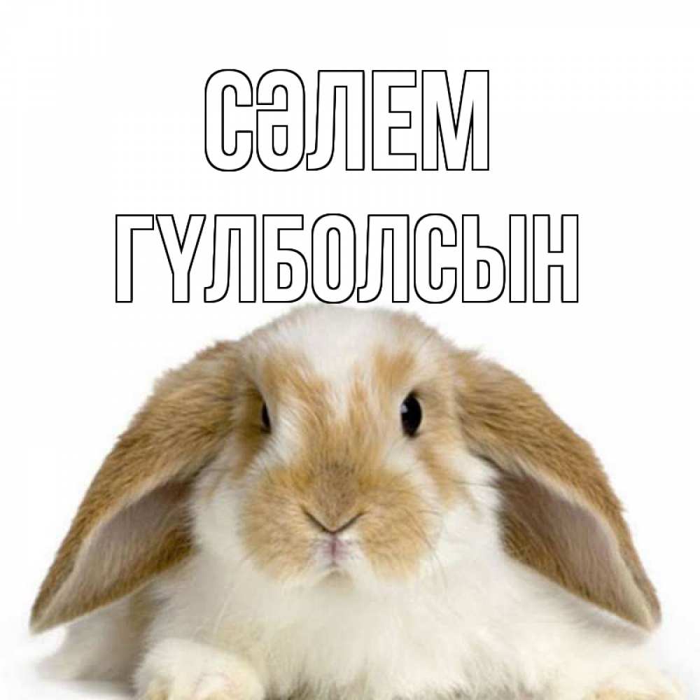 Күн сайын ашық хат с именем, ГҮЛБОЛСЫН Сәлем с животными Онлайн тегін жүктеп алу тілектері бар керемет карта 
