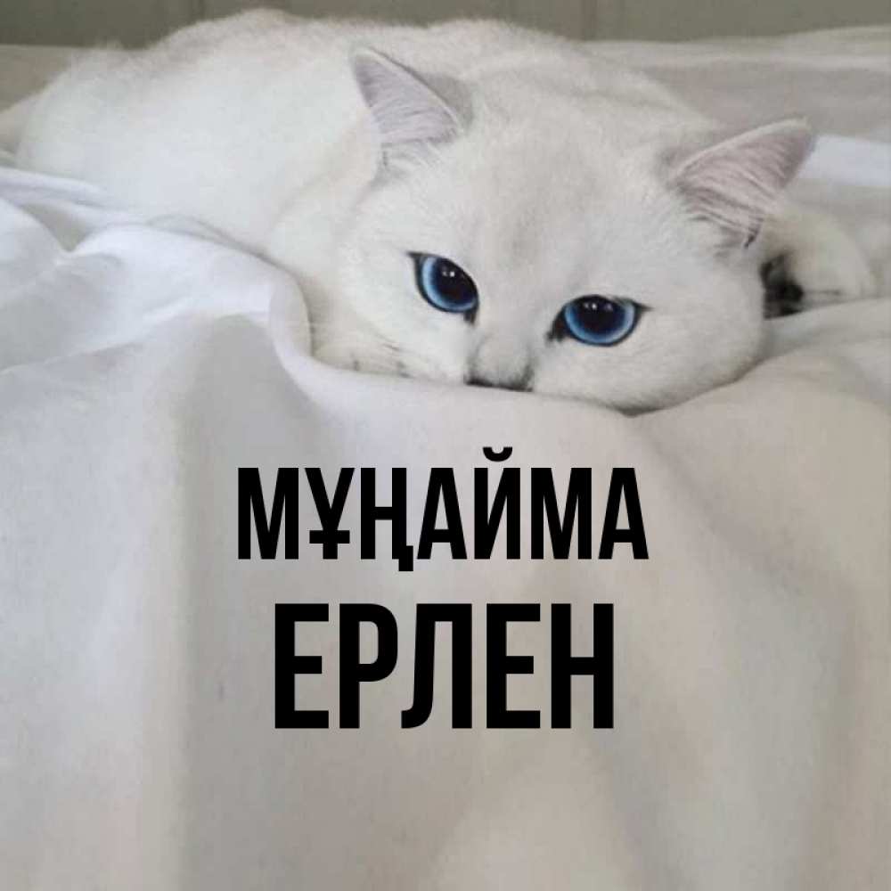 Күн сайын ашық хат с именем, Ерлен Мұңайма Голубоглазая кошка Онлайн тегін жүктеп алу тілектері бар керемет карта 