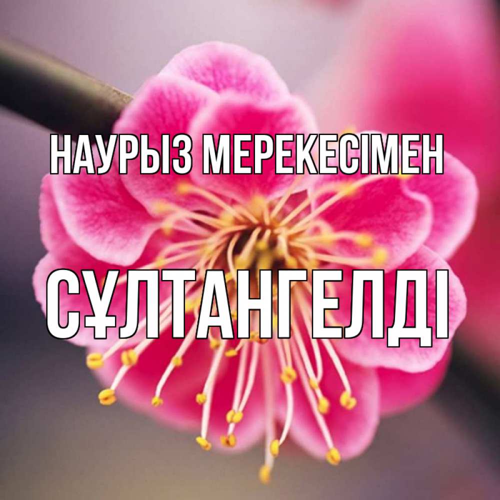 Күн сайын ашық хат с именем, СҰЛТАНГЕЛДІ Наурыз мерекесімен цветы Онлайн тегін жүктеп алу тілектері бар керемет карта 
