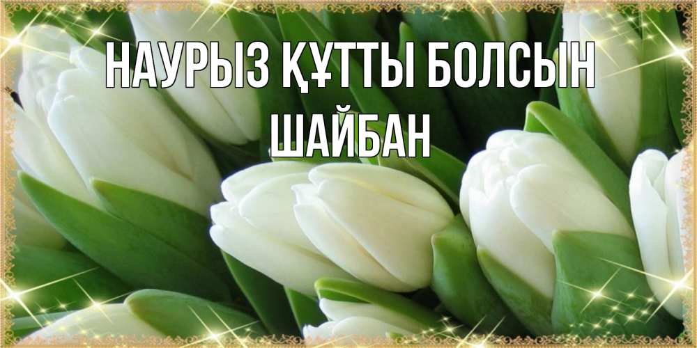 Күн сайын ашық хат с именем, ШАЙБАН Наурыз құтты болсын поздравляем с наурызом Онлайн тегін жүктеп алу тілектері бар керемет карта 