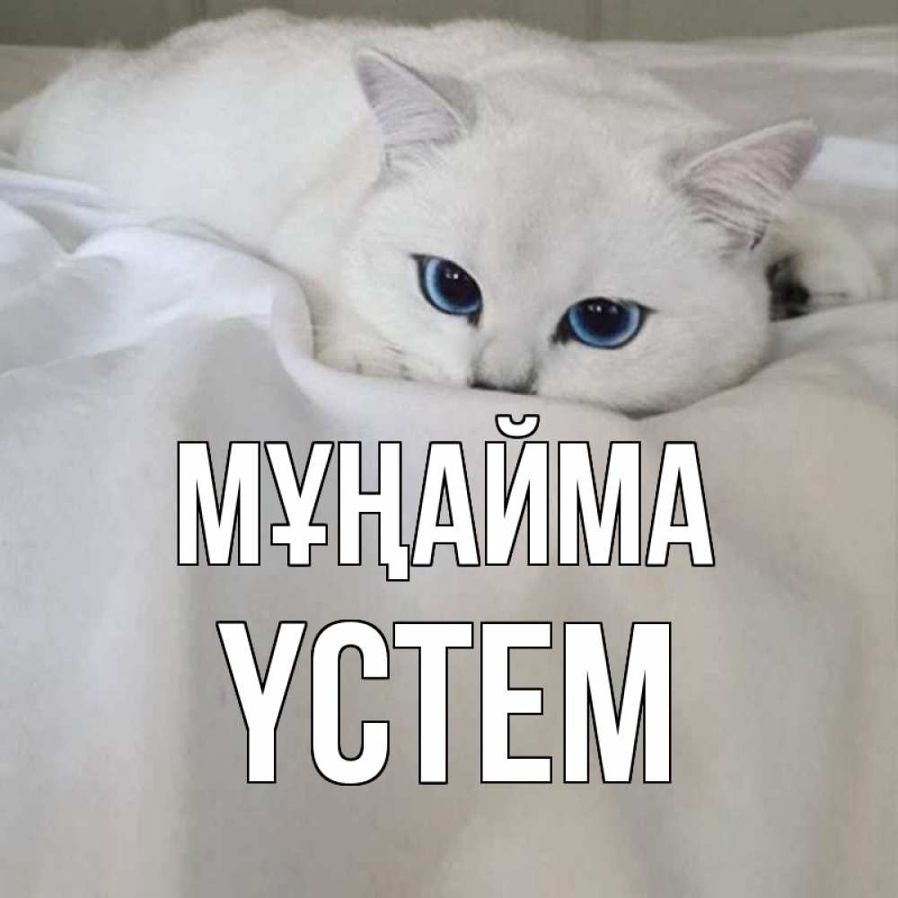 Күн сайын ашық хат с именем, ҮСТЕМ Мұңайма белый кот с голубыми глазами на белоснежной кровати Онлайн тегін жүктеп алу тілектері бар керемет карта 