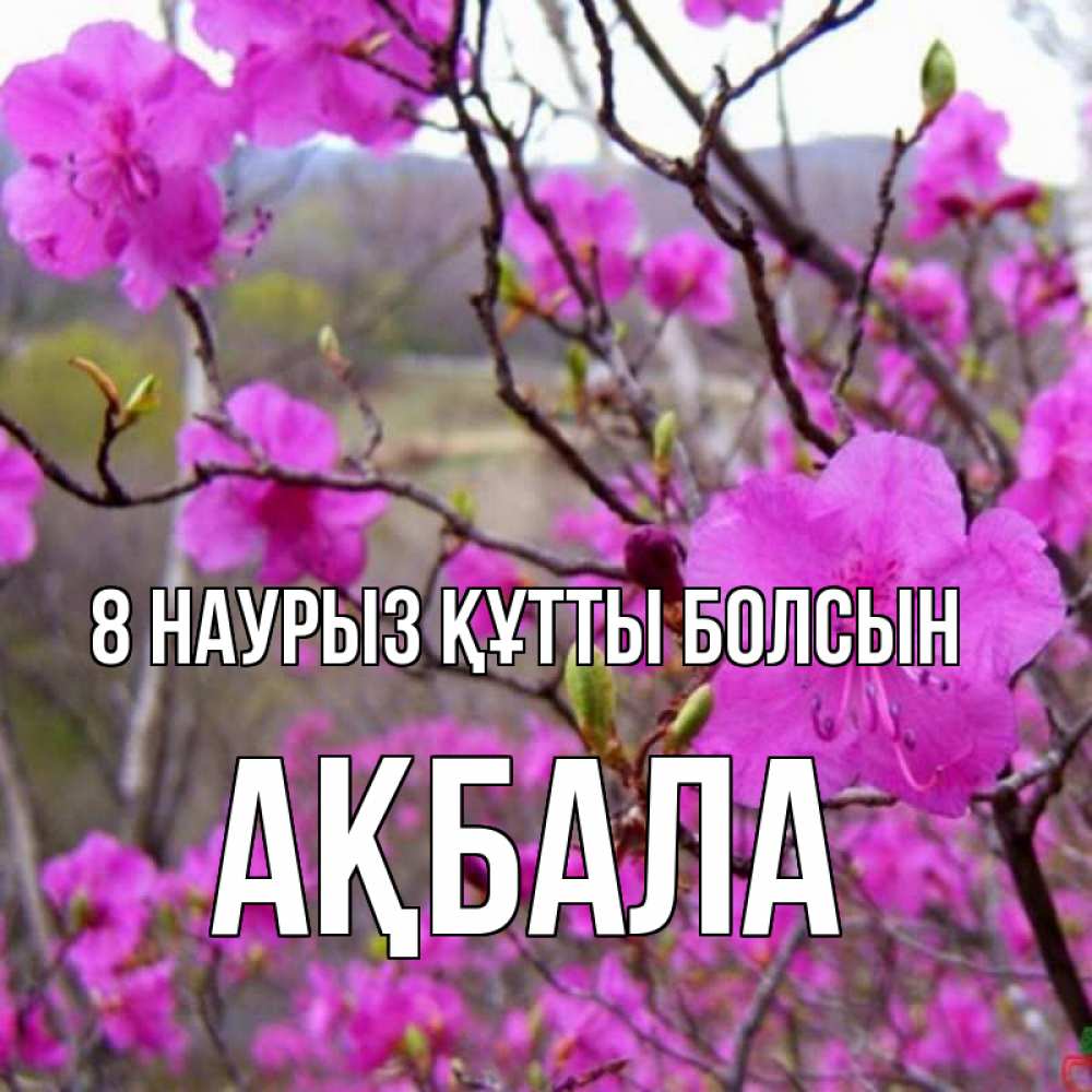 Күн сайын ашық хат с именем, АҚБАЛА 8 наурыз құтты болсын международный женский день Онлайн тегін жүктеп алу тілектері бар керемет карта 