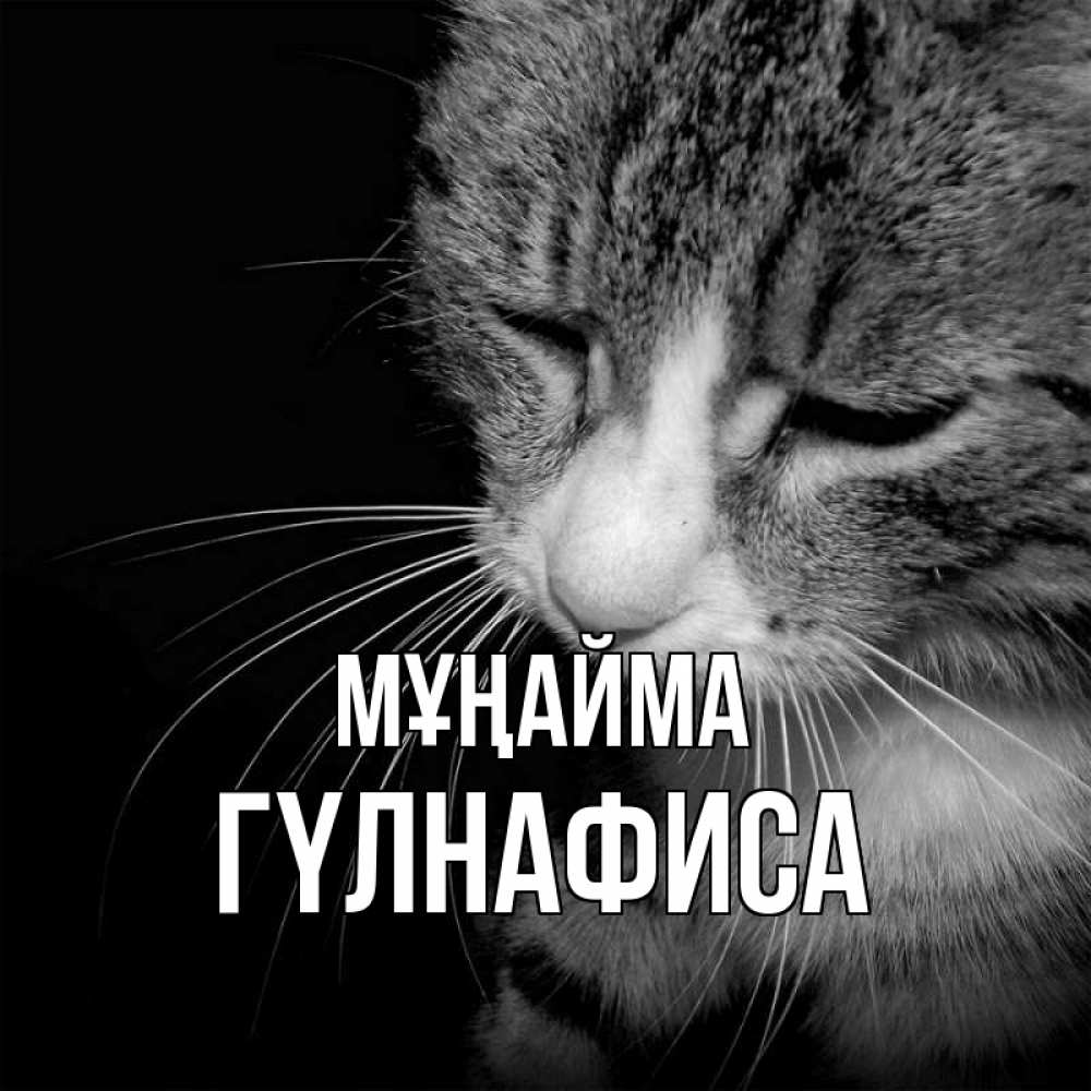 Күн сайын ашық хат с именем, ГҮЛНАФИСА Мұңайма грустный котик Онлайн тегін жүктеп алу тілектері бар керемет карта 