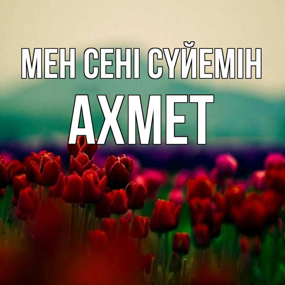 Күн сайын ашық хат с именем, Ахмет Мен сені сүйемін тюльпаны 4 Онлайн тегін жүктеп алу тілектері бар керемет карта 