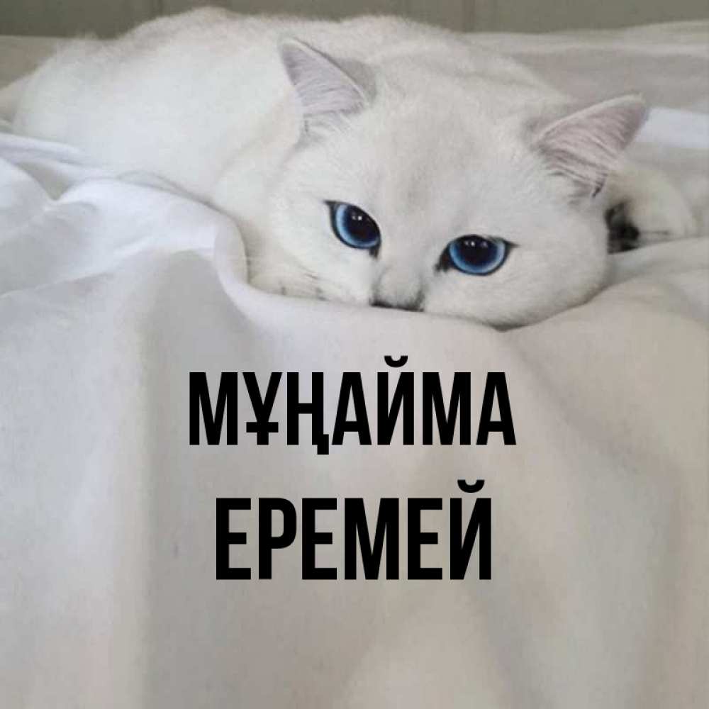 Күн сайын ашық хат с именем, Еремей Мұңайма Голубоглазая кошка Онлайн тегін жүктеп алу тілектері бар керемет карта 