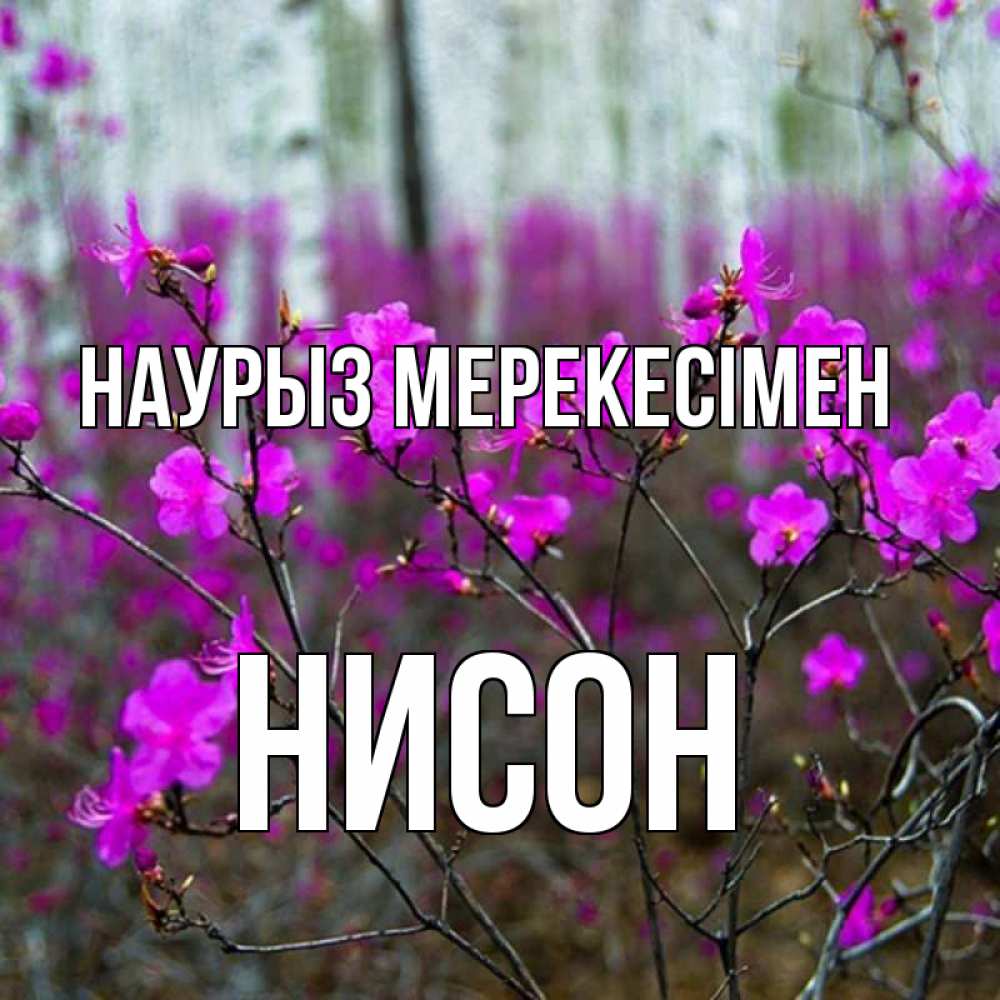Күн сайын ашық хат с именем, Нисон Наурыз мерекесімен дикие цветы Онлайн тегін жүктеп алу тілектері бар керемет карта 