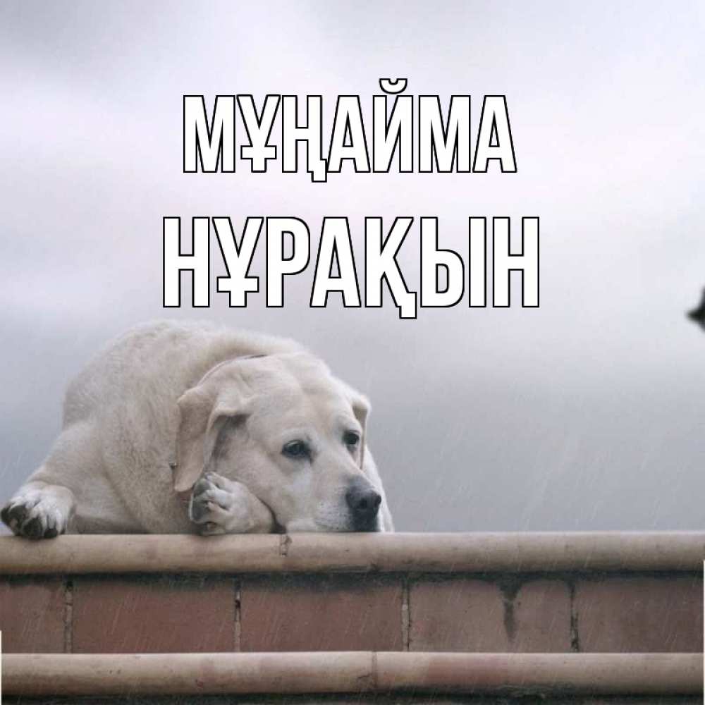 Күн сайын ашық хат с именем, НҰРАҚЫН Мұңайма белый пес 1 Онлайн тегін жүктеп алу тілектері бар керемет карта 