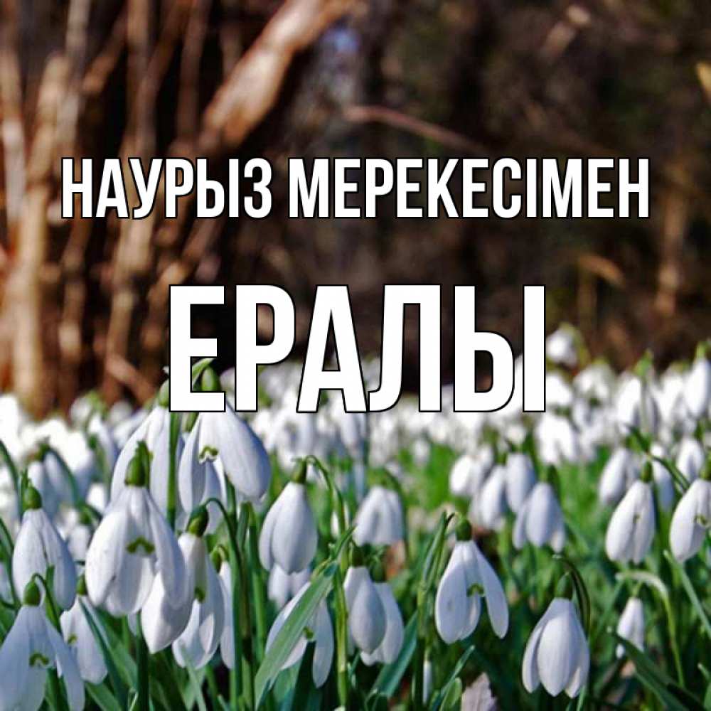 Күн сайын ашық хат с именем, Ералы Наурыз мерекесімен с подснежниками 1 Онлайн тегін жүктеп алу тілектері бар керемет карта 
