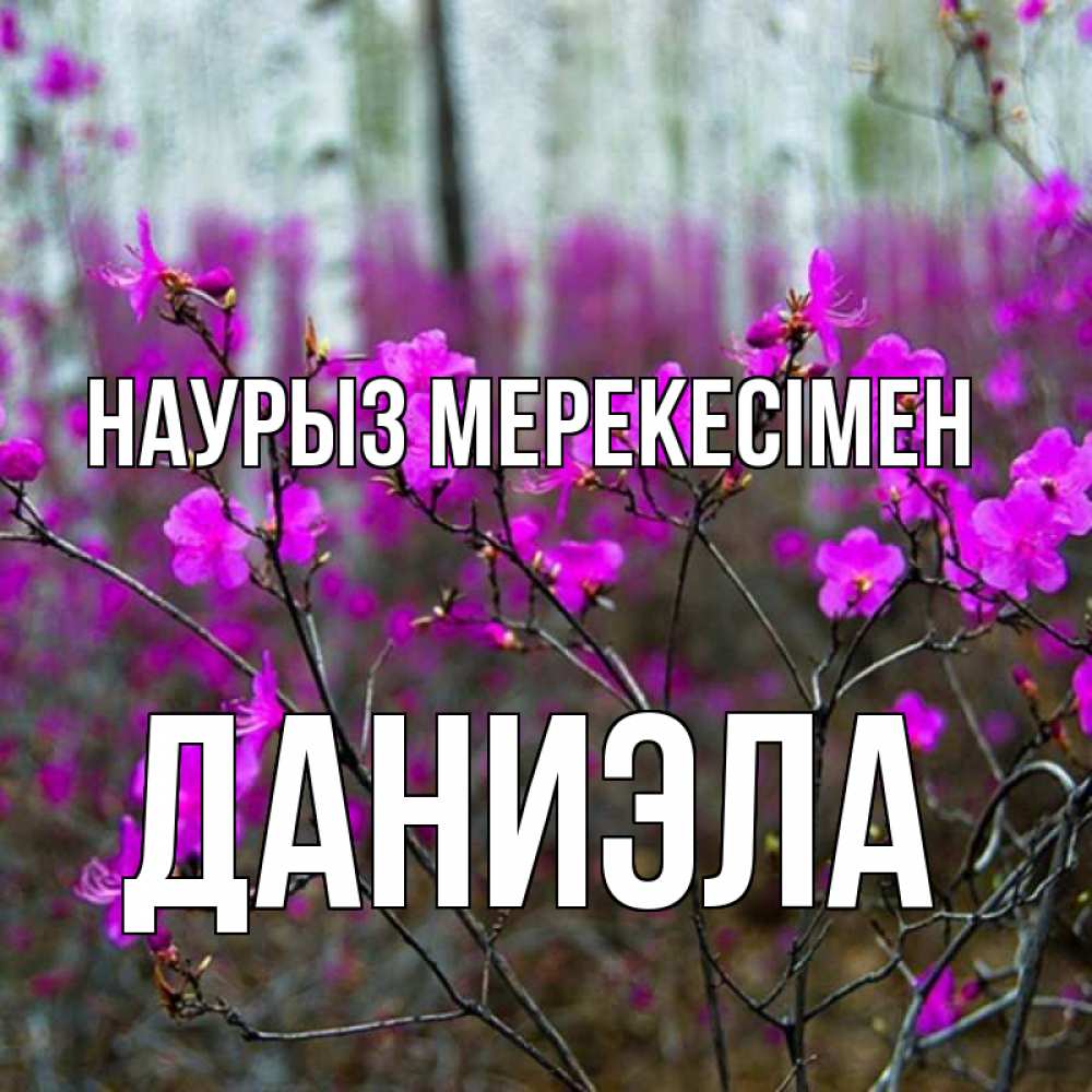 Күн сайын ашық хат с именем, Даниэла Наурыз мерекесімен дикие цветы Онлайн тегін жүктеп алу тілектері бар керемет карта 