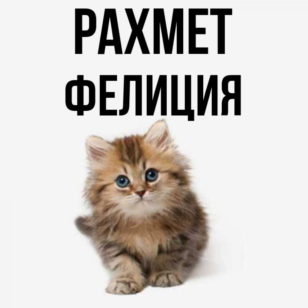 Күн сайын ашық хат с именем, Фелиция рахмет пушистый котик Онлайн тегін жүктеп алу тілектері бар керемет карта 