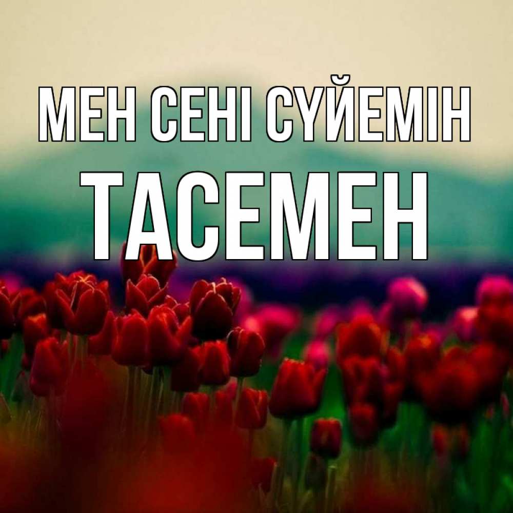 Күн сайын ашық хат с именем, ТАСЕМЕН Мен сені сүйемін тюльпаны 4 Онлайн тегін жүктеп алу тілектері бар керемет карта 