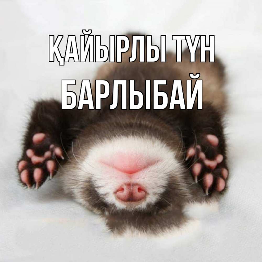 Күн сайын ашық хат с именем, Барлыбай Қайырлы түн зверек Онлайн тегін жүктеп алу тілектері бар керемет карта 