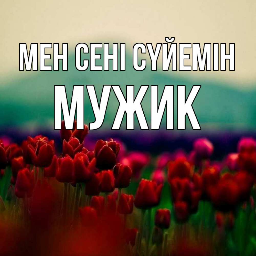 Күн сайын ашық хат с именем, Мужик Мен сені сүйемін тюльпаны 4 Онлайн тегін жүктеп алу тілектері бар керемет карта 