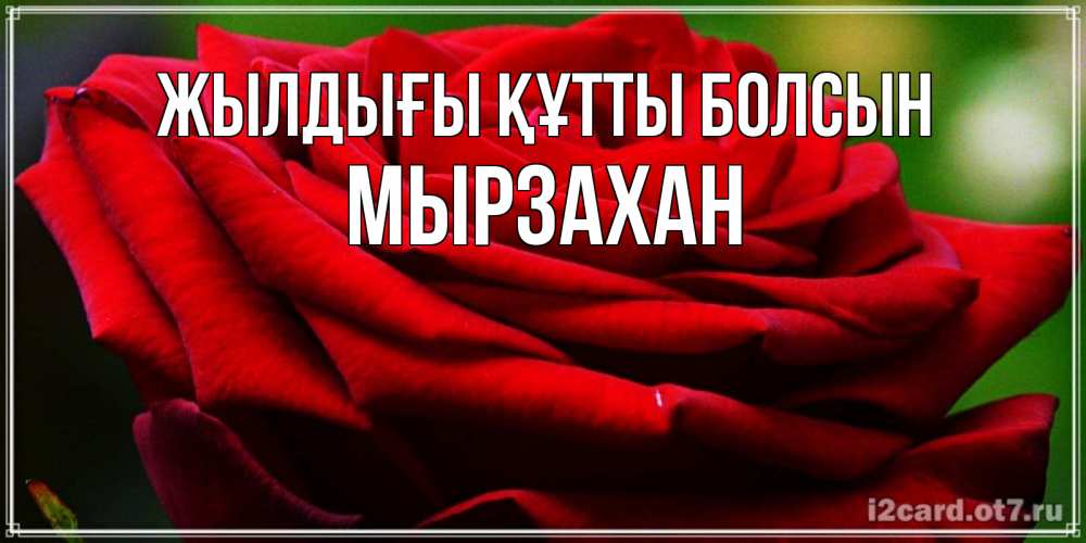 Күн сайын ашық хат с именем, Мырзахан Жылдығы құтты болсын розочка очень красивая Онлайн тегін жүктеп алу тілектері бар керемет карта 
