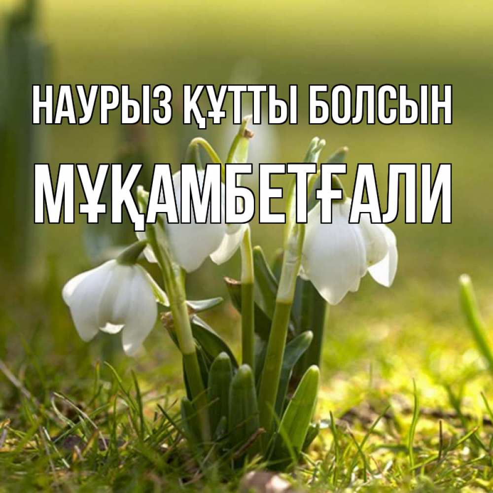 Күн сайын ашық хат с именем, Мұқамбетғали Наурыз құтты болсын ранние цветы 2 Онлайн тегін жүктеп алу тілектері бар керемет карта 