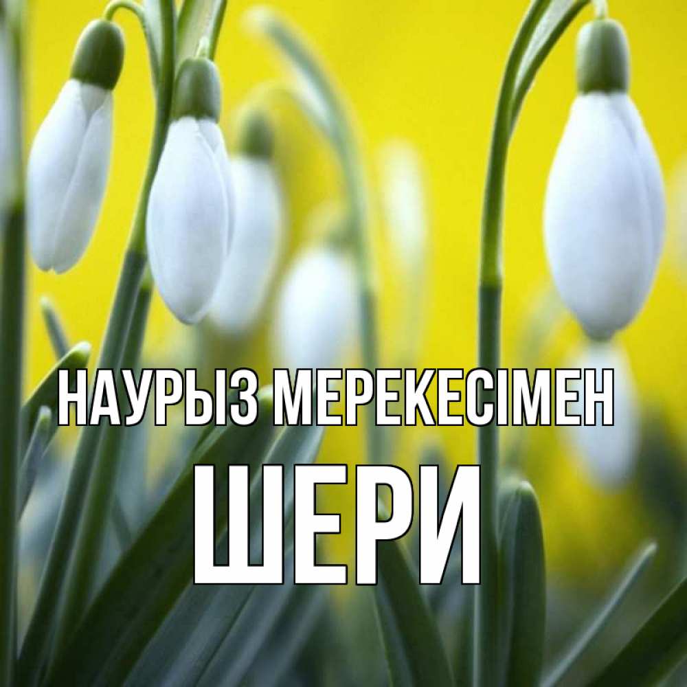 Күн сайын ашық хат с именем, ШЕРИ Наурыз мерекесімен весенние цветы Онлайн тегін жүктеп алу тілектері бар керемет карта 